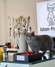 Katzen-Praxis.ch Bild 9