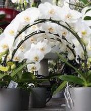 Villaverde Dijon image 7