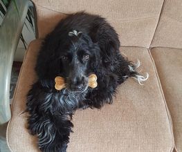 Au Look Canin image 5