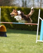 Dogs Adventure GmbH Bild 3