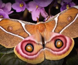 L'Insecterie image 3