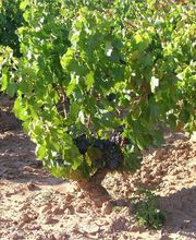 bodegas-artoje-uvas-05.jpg
