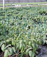 Chazalet Plants image 3