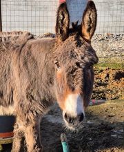 Une patte dans la main image 2