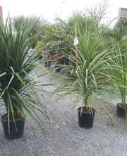Palm' Ares image 2