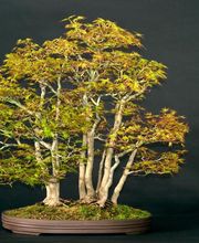 Art Cane SARL image 3