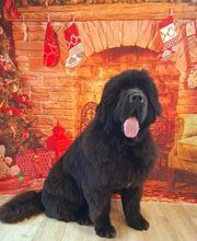 A L'eau Toutou image 5