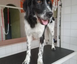 Animalook image 19