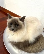 Wind im Hundefell Bild 4