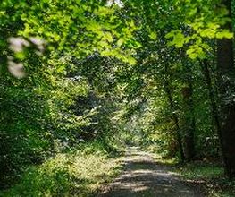 FriedWald Elm Bild 1