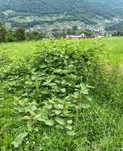 Invaphyt GmbH Bild 2