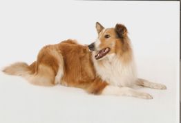 Collies vom Kaninchenhof