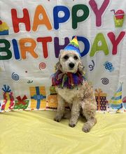 Petsburgh Pet Care image 9