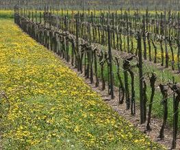 Weingut Rebenhof Bild 1