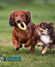 Canine Country Club & Feline Inn image 12