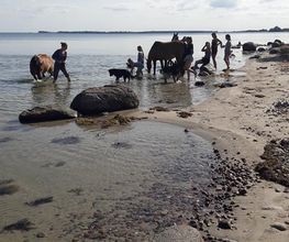 wir gehen mit den Pferden am Strand spazieren