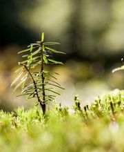 Neben 185 Jahre alten Buchen, Eichen und Kiefern können auch jüngere Bäume  im FriedWald gedeihen.