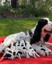 La Pouponnerie image 12