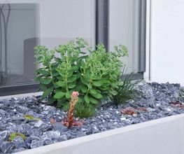 Zemp Gartenbau Bild 1