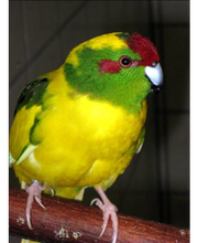 ZOO PHOENIX Silvia Gust Bild 7