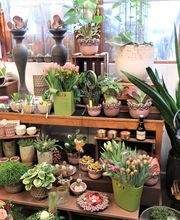 Blumen Habitus, Regula Elmer Bild 4