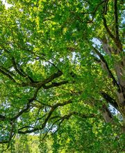 Abbaye de l'Escaladieu image 17