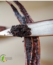 Madagascar Vanilla & Spice Trading image 6