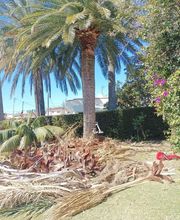 poda-palmera-phoenix-canariensis-cambrils.jpg