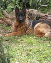 Edu'Canis 60 image 7