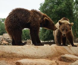 Parc Animalier image 3