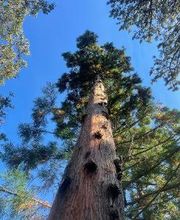 Climbers Tree Care Specialist, Inc. image 7