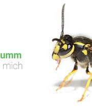 Bioteam GmbH - Schädlingsbekämpfung Bild 1