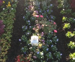 Stern Gartenbau AG Bild 11