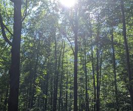 Lichtspiele schaffen eine tröstliche Atmosphäre im FriedWald Kamenz.