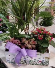 Las Flores de Carlos imagen 10