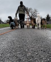 Focus Dogs Hundeschule KlG Bild 2