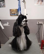Chadog Toilettage image 4