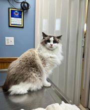Ormond Beach Family Vet image 11
