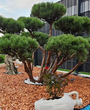 Amalea Garten Bild 6