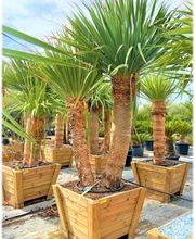 Planthispania imagen 6