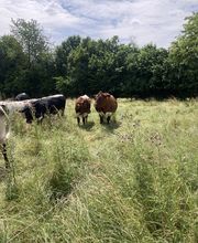 TiKa vom Moslerhof Bild 1