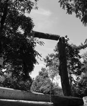 Arbre Ambulant image 7