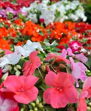 Villaverde Lecornu Jardinerie EURL image 7