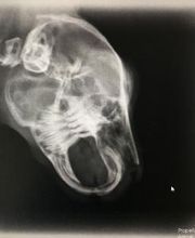 Clínica Veterinaria Okapi imagen 12