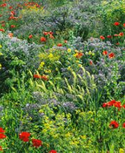 Keller Gartenbau Inh. Martin Luginbühl Bild 2