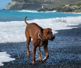 Rhodesian Ridgeback Züchter Bild 12