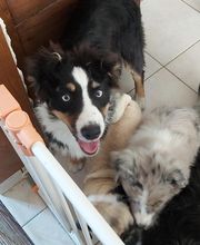 Elevage des Bois de Loge Borgne image 11