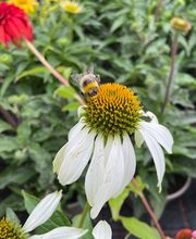 KANIA - Deine Pflanz(en) Experten Bild 4
