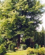 Bestattungsunternehmen Brigitte Schröter GmbH Bild 11