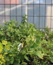 Breshear's Nursery & Greenhouse image 11